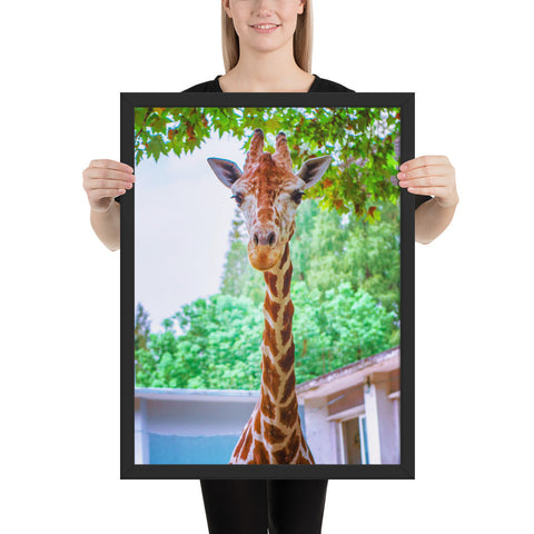 Tableau de Girafe Pelage Marbré et de Face