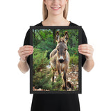 Tableau Animaux Ane Une Balade en Forêt