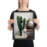 Tableau Animaux Chat Rigolo Cactus