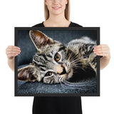 Tableau photo chat tout mignon