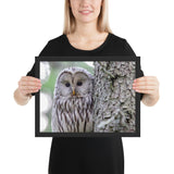 Tableau Hibou Bébé Curieux