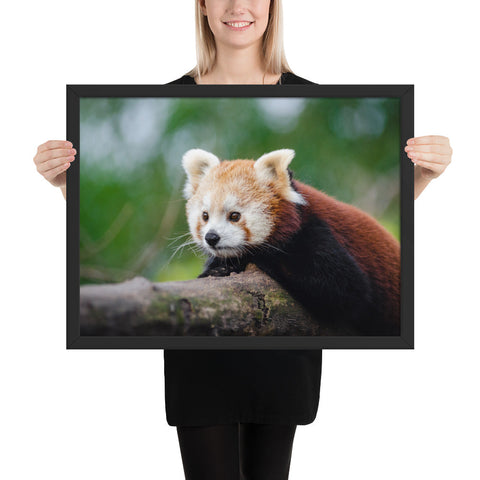 Tableau Déco Panda Roux