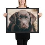 Tableau Labradors Chiot Marrons