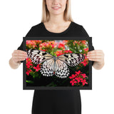 Tableau Animaux de Papillons Somptueux