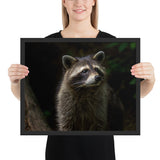 Tableau Raton Laveur perdu dans ses pensées