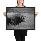 Tableau Taureau Sauvage en Noir et Blanc