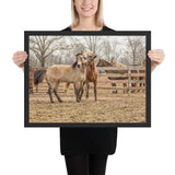 Tableau Chevaux Sauvages à la Campagne