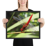 Tableau Libellule Rouge Ailes Translucides