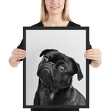 Tableau Chien Carlin Photo en Noir et Blanc