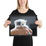 Tableau Animaux Chaton Blanc