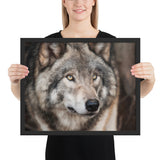 Tableau Tête de Loup Yeux Vert