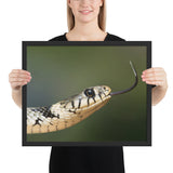 Tableau Tête de Serpent