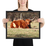 Tableau Vache Highland L'heure de la sieste