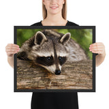 Tableau Raton Laveur Malicieux