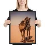 Tableau Chameau Désert Du Sahara