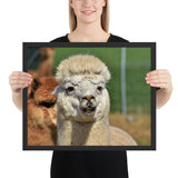 Tableau  Lama Blanc (Souriez)