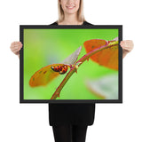 Tableau Coccinelle (L'Accouplement Sauvage)