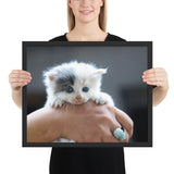 Tableau Chaton Blanc aux Yeux Bleus