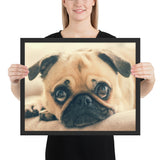 Tableau Chiot Carlin Allongé