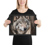 Tableau Animaux Tête de Loup Sauvage