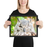 Tableau Animaux Hibou (Clin d'Oeil)