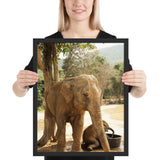 Tableau Animaux Eléphant Indien