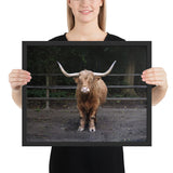 Tableau de Taureau (Photographie)