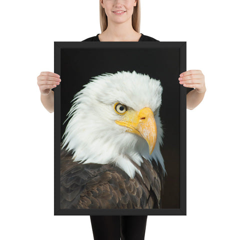 Tableau Aigle Regard