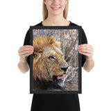 Tableau Tête de Lion dans la Savane