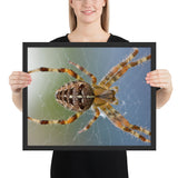 Tableau  Araignée en Zoom (La Prédatrice)