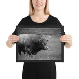 Tableau Animaux Taureau Sauvage