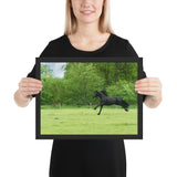 Tableaux Animaux Cheval Noir au Galop