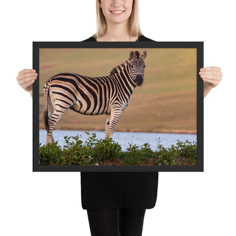 Tableau Zebra Moderne