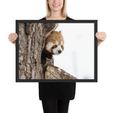 Tableau Déco Panda Roux (Le Curieux)