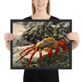 Tableau Crabe à pince