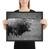 Tableau Taureau Sauvage Marchant