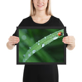 Tableau Animaux Coccinelle