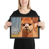 Tableau Animaux Lama