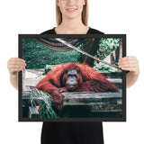 Tableau Orang Outan Rouge