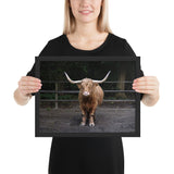 Tableau de Taureau Ranche