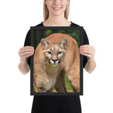 Tableau Puma Animaux