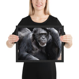 Tableau Photo Chimpanzé (Noir & Blanc)