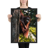Tableau Orang Outan (Le Curieux)