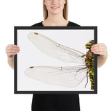 Tableau Libellule Ailes Translucides