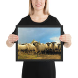 Tableau de Mouton à Tête Noir