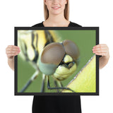 Tableau Libellule (Insecte)
