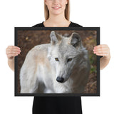 Tableau XXL Loup Blanc