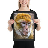 Tableau Animaux Singe Énervé
