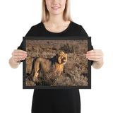 Tableau le Roi Lion regardant sa proie