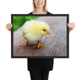 Tableau Poussin Au bec Orange